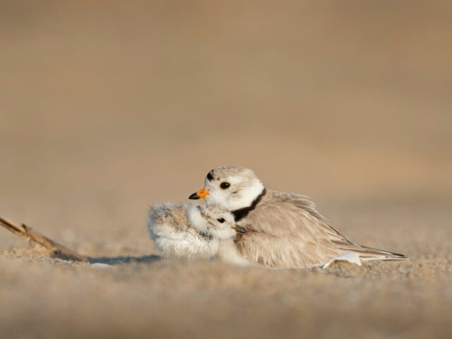 What are Bereaved Minor’s Trusts?